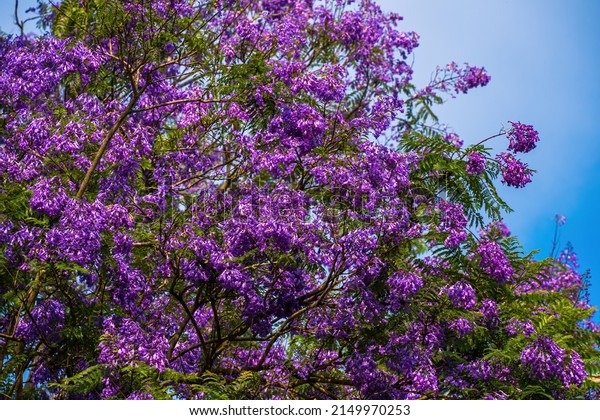 Violet colored leaves of the Jacaranda
Mimosifolia, a sub-tropical tree native to Da Lat. Bignoniaceae
adorn the summer landscape with ethereal
beauty.