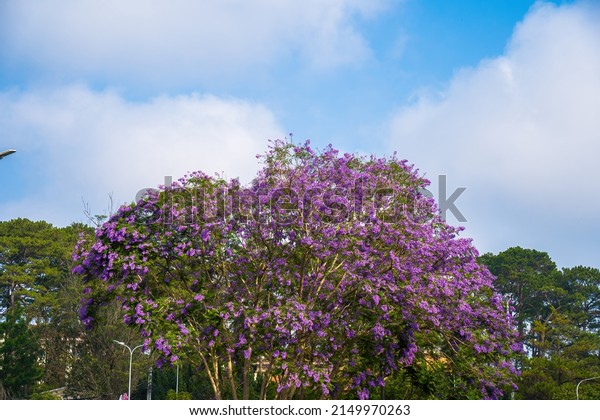 Violet colored leaves of the Jacaranda\
Mimosifolia, a sub-tropical tree native to Da Lat. Bignoniaceae\
adorn the summer landscape with ethereal\
beauty.