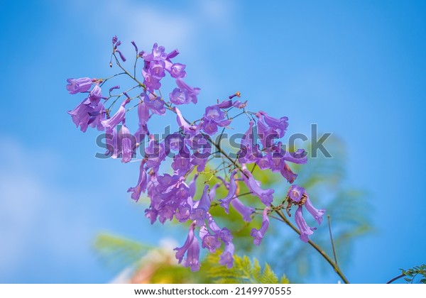 Violet colored leaves of the Jacaranda\
Mimosifolia, a sub-tropical tree native to Da Lat. Bignoniaceae\
adorn the summer landscape with ethereal\
beauty.