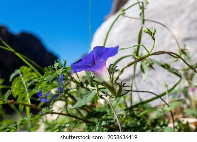 A Violet Colored Morning Glory Flower In Full Bloom With Blue Sky, Gray Rock, Green Vines And Leaves. Wildflowers Along The Pima Canyon Hiking Trail In The Catalina Mountains North Of Tucson, AZ,