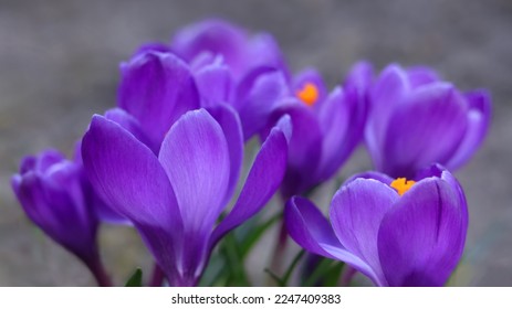 Violet Crocus in early spring. Crocus Iridaceae. Iris Family. Purple crocuses field flowers. Early Spring time background. Magic blooming spring flower. Springtime background banner. Valentine's day - Shutterstock ID 2247409383