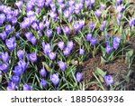 Violet crocus Grand Maitre bloom in a garden in April