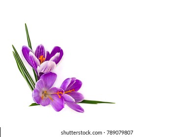 185,726 Violet buds Images, Stock Photos & Vectors | Shutterstock