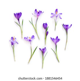 Violet crocuses on a white background. Spring flowers. Top view, flat lay - Shutterstock ID 1881546454