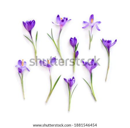 Violet crocuses on a white background. Spring flowers. Top view, flat lay
