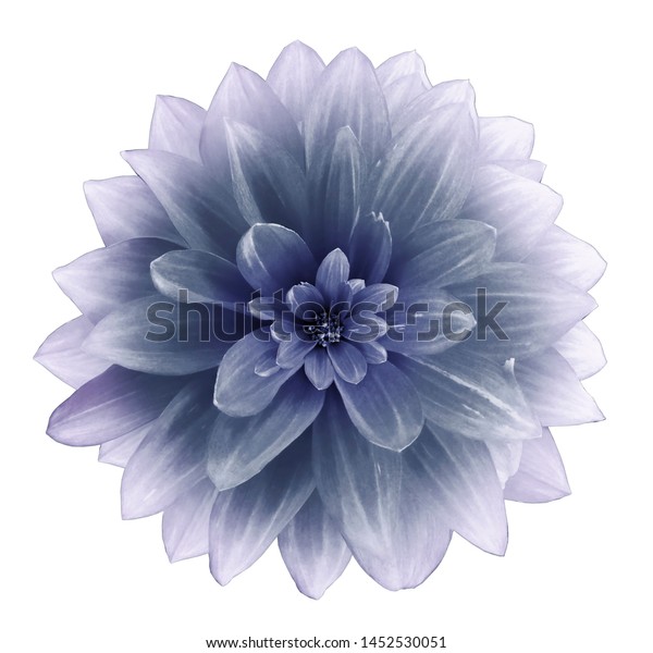 Violet Dahlia Flower On White Background Stock Photo 1452530051 ...