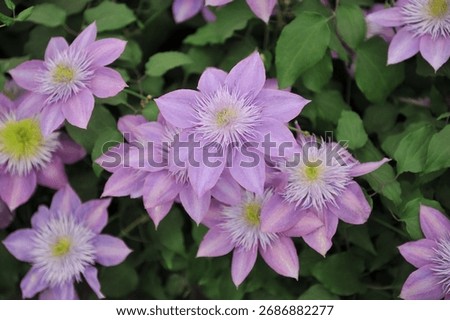 Violet double large-flowered Clematis Crystal Fountain blooms on an exhibition in May