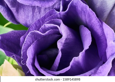 фиолетовые цветы эустомы крупным планом макросъемка