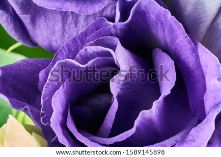 violet eustoma flowers close up macro shot