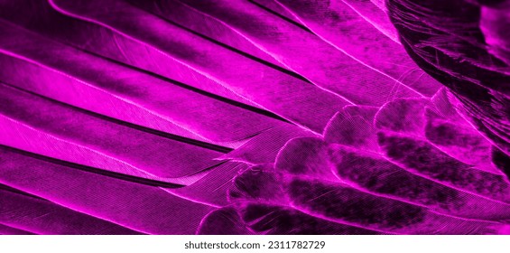 Violet feather pigeon macro photo. texture or background - Shutterstock ID 2311782729