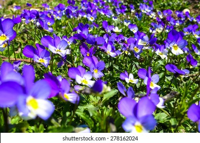 Violet Flower