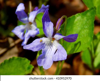 Violet flower