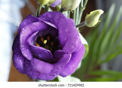 Violet flower