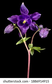 Flor violeta aquilegia 