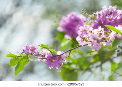 Violet Flower Background Stock Photo (Edit Now) 620967623