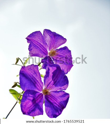 Similar – Image, Stock Photo Clematis | tendril to the sky.