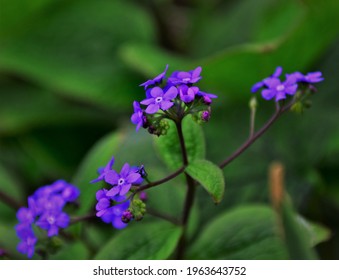 Violet Flower Don't Forget Me In Early Spring, Macro