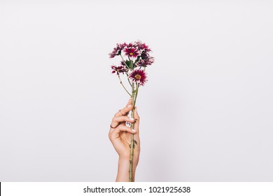 female hand holding flower