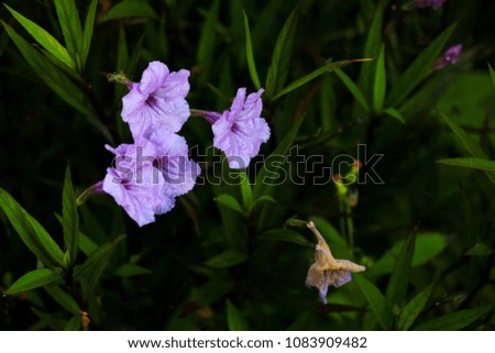 Violet flower filed out of the shadows, flowers blooming in nature