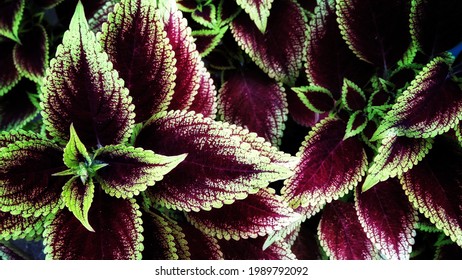 Violet flower in the garden best for background - Shutterstock ID 1989792092