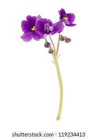 Violet, Flower Isolated On White Background