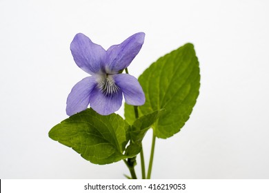 Violet Flower And Leaves Isolated On White Background