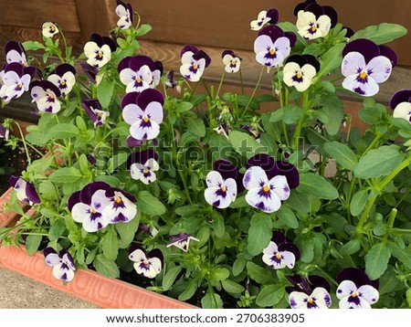 Violet Flower In Long Rectangular Pot