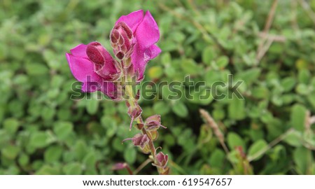 Violet Flower on green Background