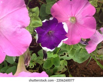 Violet Flower Petunia Or Garden Petunia. The Flower Native To Argentina. This Picture Was Captured In Cape Town