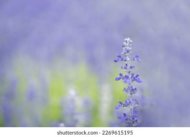 violet flower. purple salvia on bokeh blur background. sage flower. - Shutterstock ID 2269615195