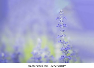 violet flower. purple salvia on bokeh blur background. sage flower. - Shutterstock ID 2272731819