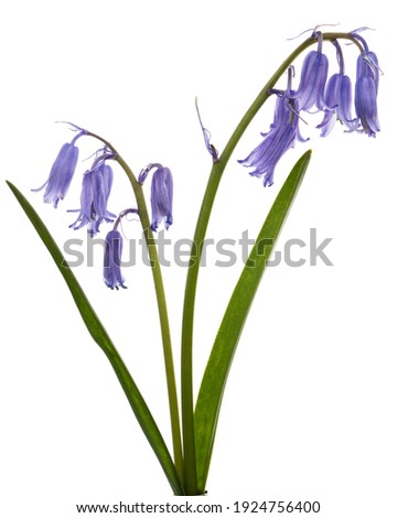 Violet flower of scilla , bluebell flower, isolated on white background 