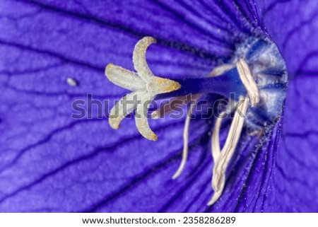 violet flower white pistil close up macro detail