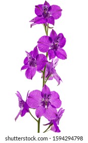 Violet Flower Of Wild Delphinium, Larkspur Flower, Isolated On White Background