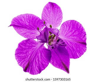 Violet Flower Of Wild Delphinium, Larkspur Flower, Isolated On White Background