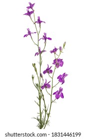 Violet Flower Of Wild Delphinium, Larkspur Flower, Isolated On White Background