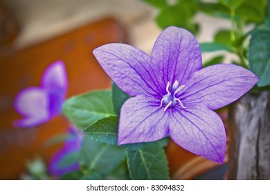 violet flowers