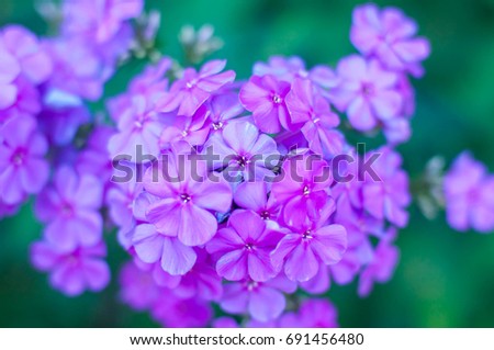 violet flowers