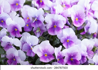 265,948 Red violet flowers Images, Stock Photos & Vectors | Shutterstock