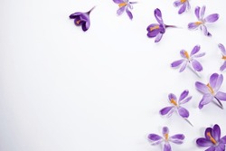 Violet Flowers Crocuses, Flowers Hepatica On A White Background.  Top View, Flat Lay, Space For Text. Spring Flowers.