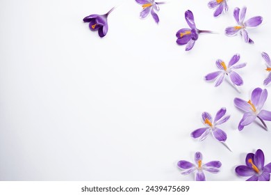 Violet flowers crocuses, flowers hepatica on a white background.  Top view, flat lay, space for text. Spring flowers.
