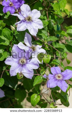 Violet flowers of a klematis lit with the bright summer sun