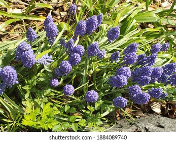 Violet Flowers In MorningSide Park 