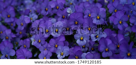                               violet flowers  pansies floral background 
