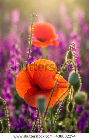 Similar – Image, Stock Photo #A# Red dot in the purple sea