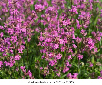 Silene Viscaria の画像 写真素材 ベクター画像 Shutterstock