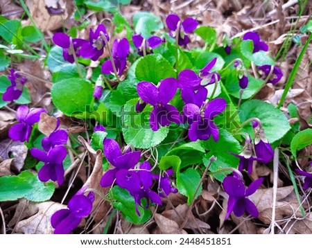 Violet flowers Viola odorata close up