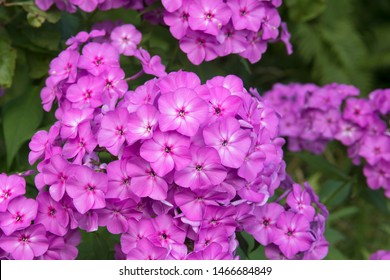 Violet flox flowers blossoming close up photo on green garden background
