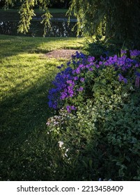 Violet Geranium Flowers Lit Up By The Evening Sun In A Bed Under A Large Willow Tree By The Pond.