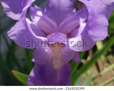 Violet Germanic iris (Iris germanica) with curved lush upper petals and yellow-orange stamens below, in the sun from the shade, in a flower garden (macro, full face, flash).